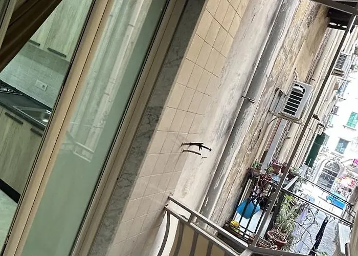 Dora House Valentino *